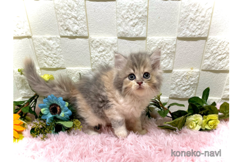 成約済の埼玉県のスコティッシュフォールド-61309の4枚目